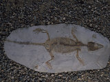 Fossil of Lizard-Like Creature, China