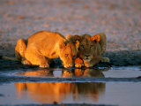 A Pair of Female African Lions Belly up to Their Favorite Watering Hole