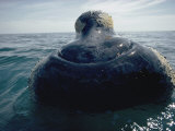 A Right Whale Surfaces
