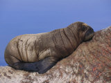A Baby Atlantic Walrus Rests on its Mothers Back