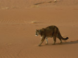 A Mountain Lion Walks Across Desert Landscape