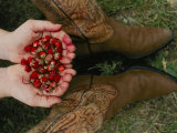 A Pair of Hands Holds Wild Strawberries Between a Pair of Cowboy Boots