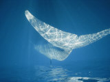 Close View of the Flukes and Foreshortened Body of a Finback Whale