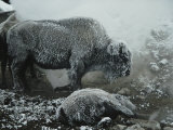 Shaggy with Rime, an American Bison Warms Himself at a Fumarole