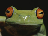 Colorful Close View of Red-Eyed Tree Frog