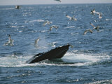 Gulls Fly over the Open Mouth of a Feeding Humpback Whale
