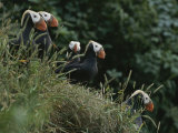 A Group of Tufted Puffins on a Grassy Hillside