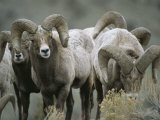 Buy A Group of Bighorn Sheep Rams at AllPosters.com