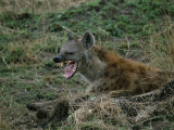 Buy A Yawning Spotted Hyena at AllPosters.com