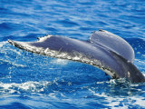 A Hump-Back Whales Tail is All That Can Be Seen as it Dives under the Water