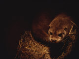 A Rare European Otter Peers into the Light from its Den