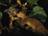 Buy A Juvenile Kinkajou Nuzzles its Mother for Attention in a Balsa Tree at AllPosters.com