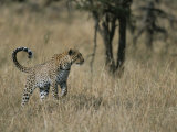 A Leopard on a Grassy Plain in Masai Mara National Reserve
