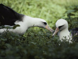 Gentle Greeting, Demure Response Mark the Courtship of the Laysan Albatross