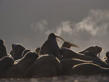 A Large Group of Atlantic Walruses Basking