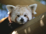 Close View of a Red Panda