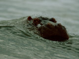 A Hippopotamus (Hippopotamus Amphibius) Nearly Submerged in the Surf