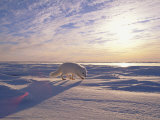 Arctic Fox