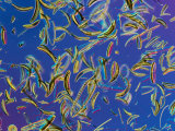 Microscopic View of Diatoms
