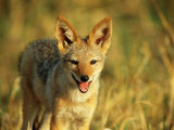 Buy Portrait of a Jackal at AllPosters.com