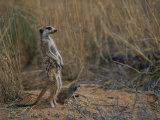 Buy Using its Tail, an Adult Meerkat (Suricata Suricatta) Stands Alert at AllPosters.com