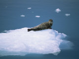 Buy Harbor Seal (Phoca Vitulina) on an Iceberg in Columbia Bay at AllPosters.com