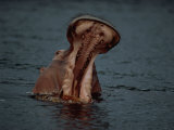 A Hippopotamus (Hippopotamus Amphibius) Wading in the Water, Mouth Wide Open