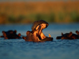 Hippopotamuses Swimming