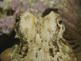 Closeup of Octopus Eyes and Head