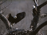 Buy A Pair of American Bald Eagles at Their Nest at AllPosters.com