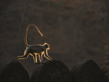 Buy A Langur Monkey is Highlighted While Walking Across the Top of One of the Forts Walls at AllPosters.com
