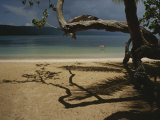 Buy A Tangle of Tree Limbs Create Shadows on a Dominican Republic Beach at AllPosters.com
