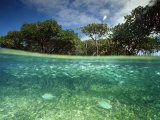 Buy Aquatic Split-Level View with Fish and Mangroves, Australia at AllPosters.com