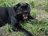A Black Leopard Growls at the Camera
