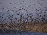 Buy A Huge Flock of Ducks Takes off from a Pond at AllPosters.com