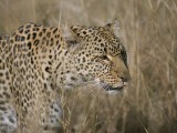 Close View of a Leopard in Dry Grass