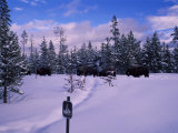 Bison Roam Through a Snow-Covered Yellowstone National Park
