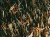 Buy A Close View of a Group of Alevins, Recently Hatched Atlantic Salmon at AllPosters.com
