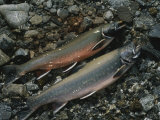 Buy A Pair of Fresh-Caught Arctic Char at AllPosters.com