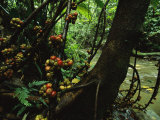 Fig Trees (Ficus Minahassae) Grow Along a Stream in a Rain Forest