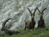 European Ibex Herd