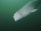 Underwater Close View of a Beluga Whale