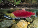 A Red Salmon Fish Swims Through Shallow Water