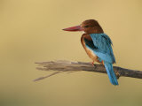 A White-Breasted Kingfisher Perches on a Branch
