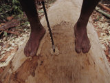 Buy A Man Drills Shallow Holes into the Bottom of a Log to Guide Workers at AllPosters.com