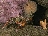 An American or Northern Lobster Near Sponges and Anemones
