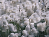 Arctic Wild Flowers Blowing in the Wind