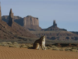 A Mountain Lion Surveys its Domain