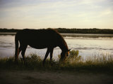 Buy Chincoteague Pony Feeding on Marsh Grass at AllPosters.com