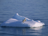 Buy A Mother and Her Two Year Old Cub on an Iceberg in the Open Sea at AllPosters.com